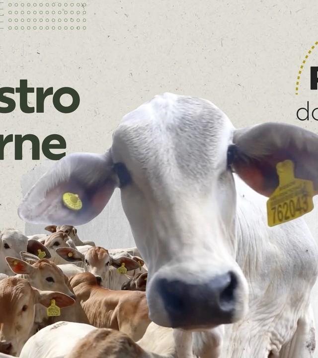 Foto da matéria: Boi com chip na Amazônia: como funciona o rastreamento se está livre de desmatamento