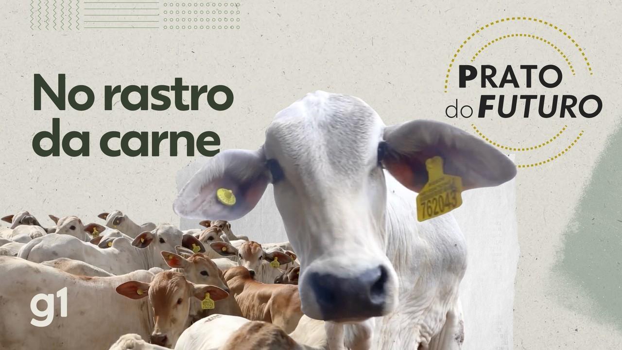 Foto da matéria: Boi com chip na Amazônia: como funciona o rastreamento se está livre de desmatamento