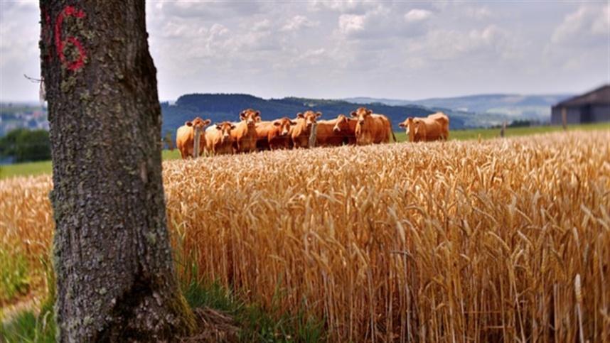 Foto da matéria: Produção de carne bovina cresce no 1º trimestre