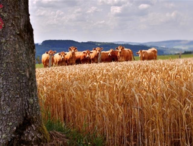 Foto da matéria: Produção de carne bovina cresce no 1º trimestre