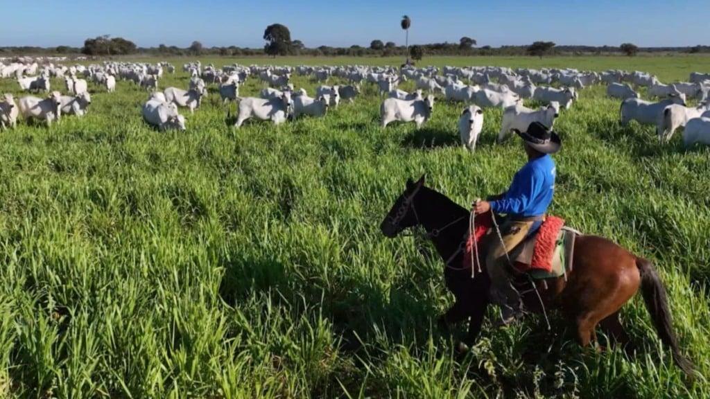 Foto da matéria: Fazenda Olhos D'Água mostra como a genética encurta o ciclo da pecuária