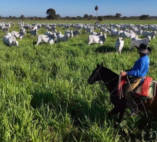 Foto da matéria: Fazenda Olhos D'Água mostra como a genética encurta o ciclo da pecuária